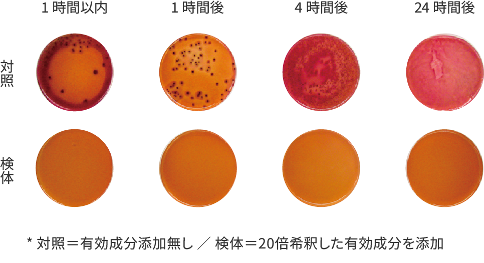 大腸菌試験の結果（表／写真）